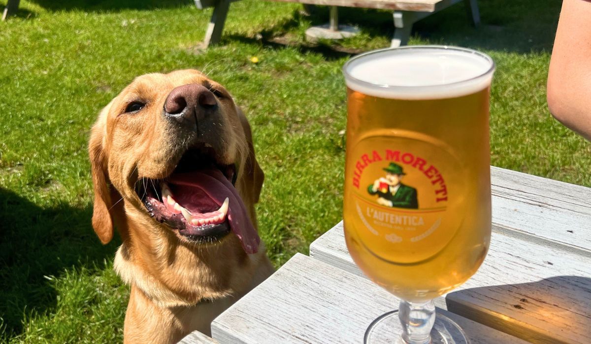 A happy yellow labrador with tongue hanging out sits behind a picnic table with a glass of beer on it