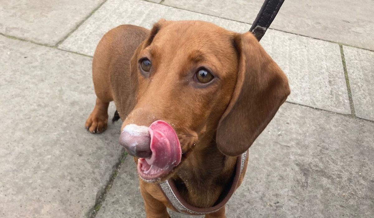 Doggy member Stella, the Dachshund curling her tongue towards her nose which is covered in yummy cream!