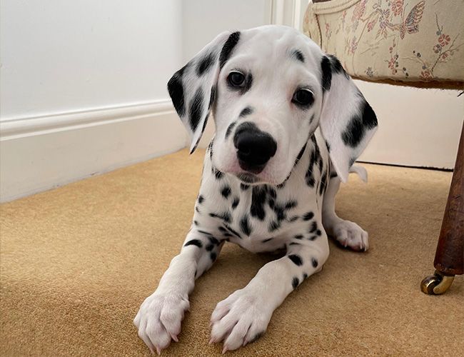 A young puppy with a white coat with black spots lies on carpet indoors looking quizzically at the camera