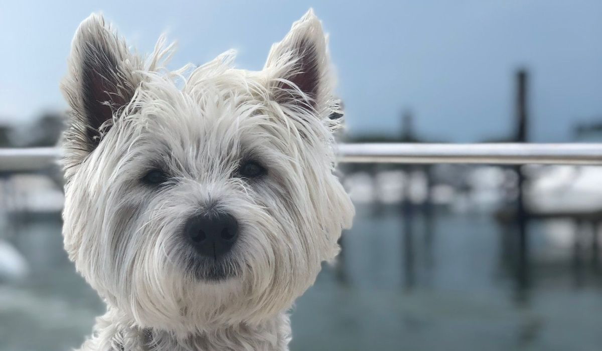 A sweet West Highland Terrier enjoying a day by at the docks