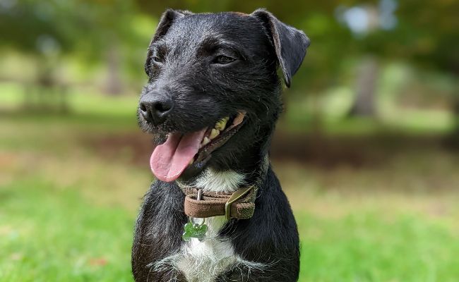 Doggy member Denzel, the Patterdale Terrier, sitting in a field lined with trees, smiling happily after a game of fetch