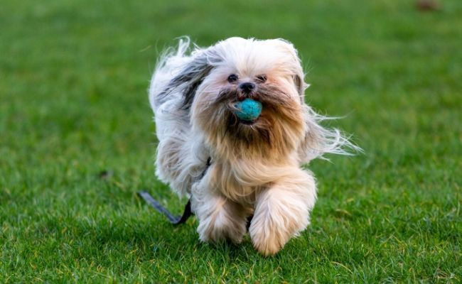 Rory, the Lhaso Apso fetching their ball