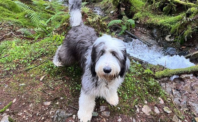 Kevin, the Old English Sheepdog