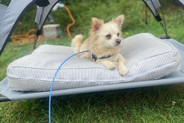 Lulu, the Long-Coated Chihuahua lounging on her summer bed