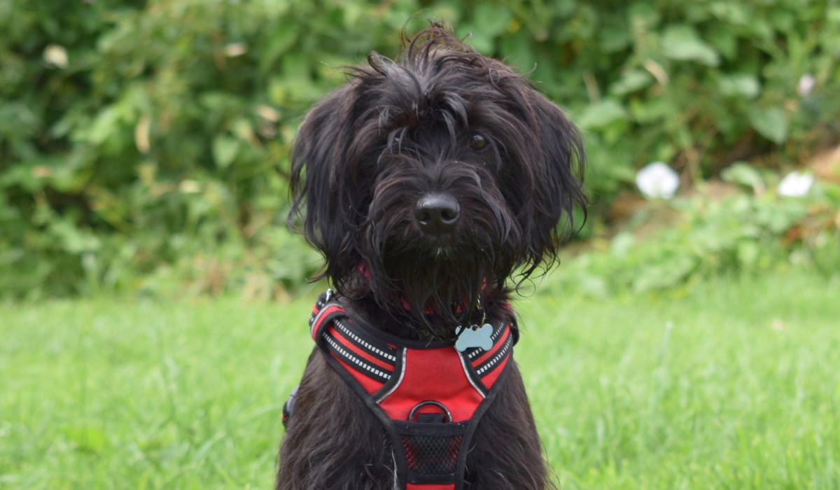 A medium sized, black dog with long, scruffy hair and floppy ears, wearing a red harness, sits alert ready for the next command during a training session.