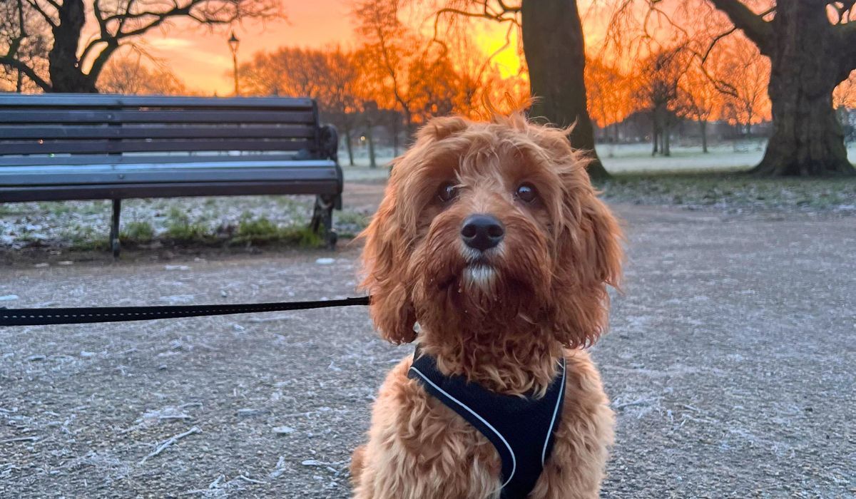Doggy member Obi, the Cavapoo enjoying an early morning frosty walk in London