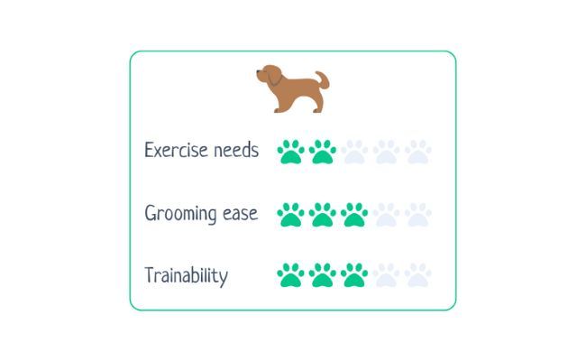 Bullmastiff  Exercise Needs 2/5 Grooming Ease 3/5 Trainability 3/5
