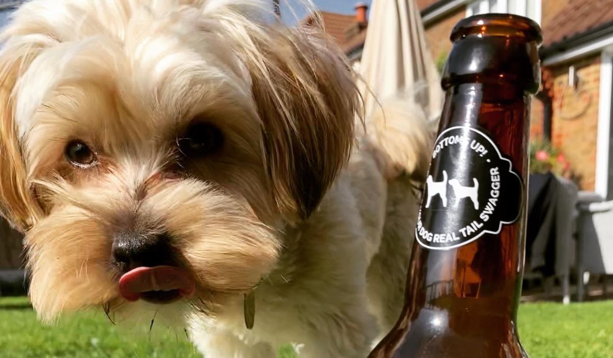 A cute doggy enjoying a dog-friendly bottle in the beer garden