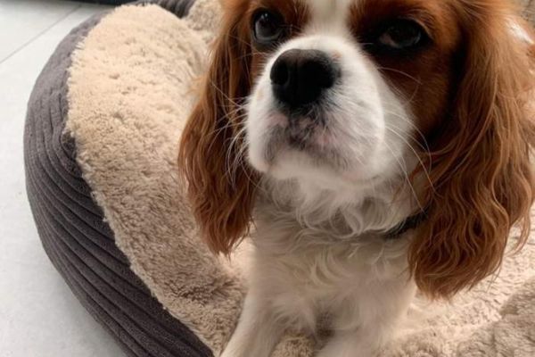Dotty, the Cavalier King Charles Spaniel in a donut style dog bed