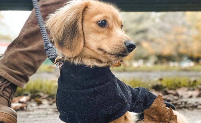 Miniature long haired store doxen