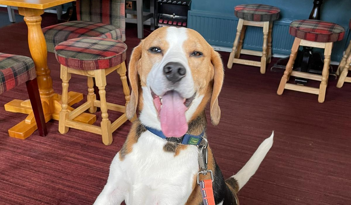A very happy Beagle has their paws up on the stool in a quiet pub, waiting to see what's on the doggy menu today.