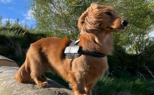 Norbert, the Miniature Long Haired Dachshund