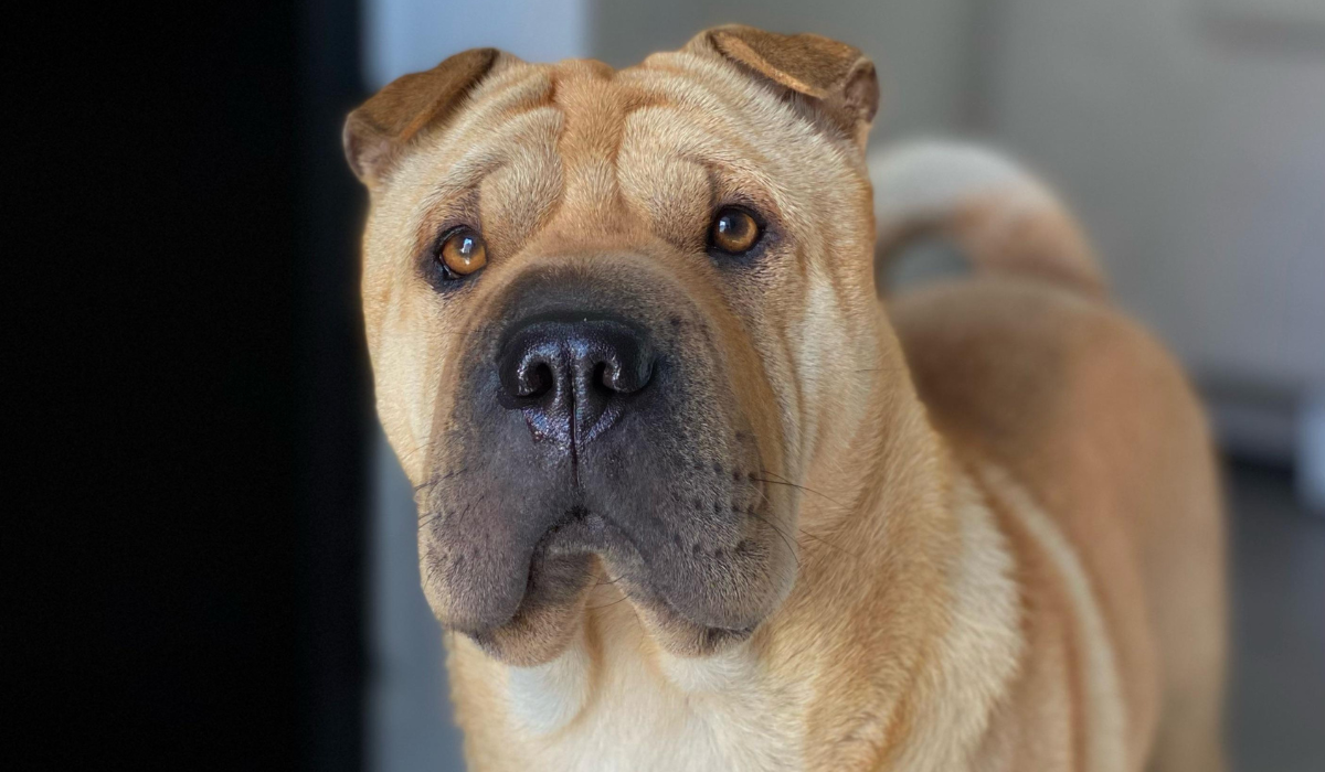 A beautiful, golden Shar Pei standing in their dog friendly accommodation.