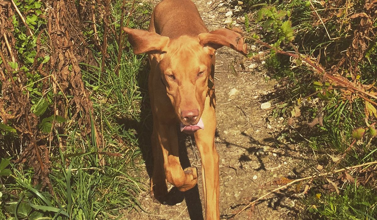 Nala trots down a country trail with her tongue