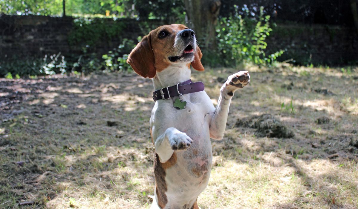 Doggy member Viola, standing on her back paws with her front paws high in the air showing off her wonderful trick on a sunny afternoon