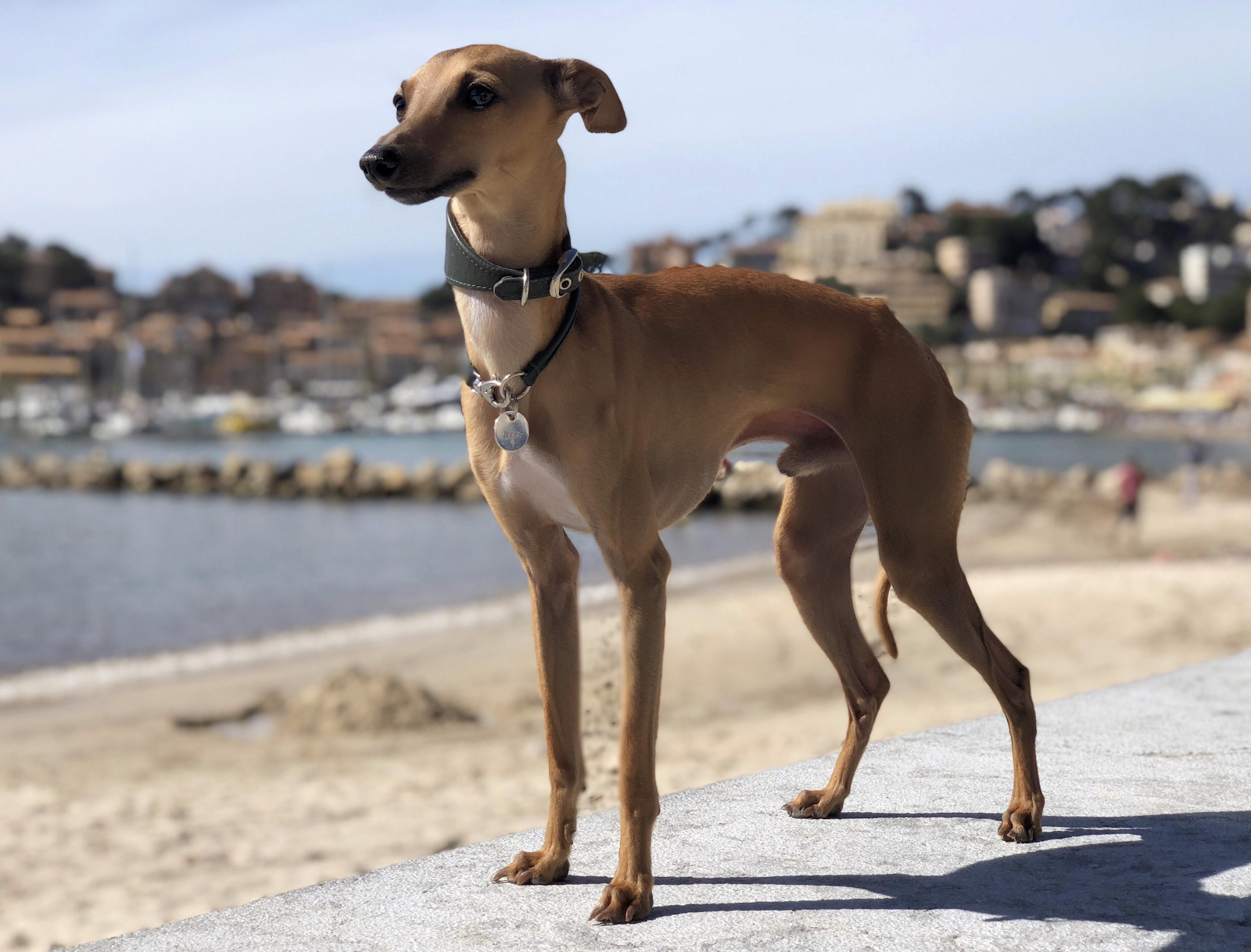 A small, slim, tan dog is standing on a wall in front of a beach
