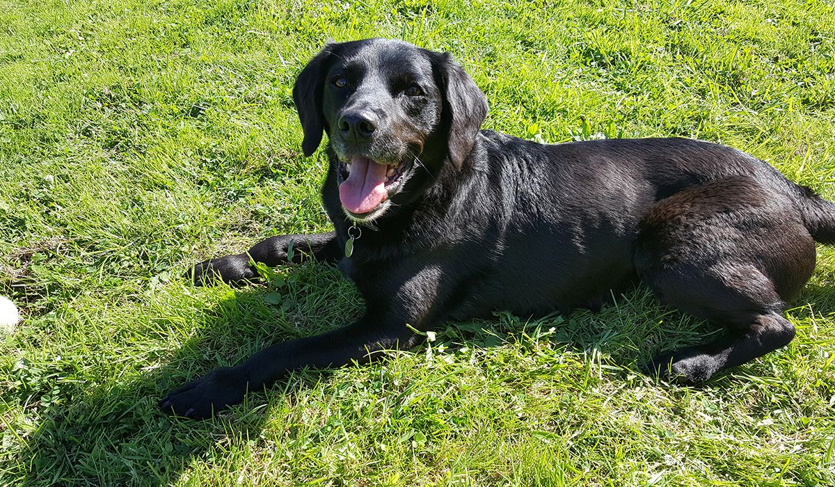 A glossy black lab lies on grass looking happy
