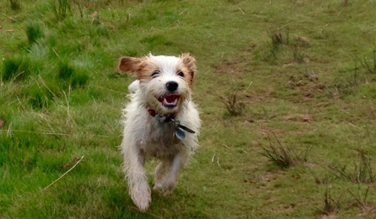 A white and tan dog runs happily in a field