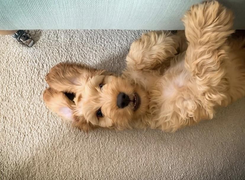 A cute, fluffy, golden dog lies on it's back on a carpet looking up at the camera
