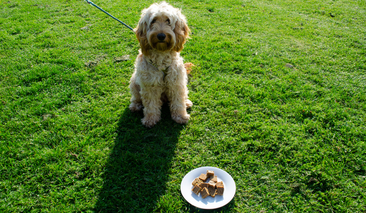 An adorable, golden, fluffy pooch sits waiting next to a plate of Liver Cake pieces.