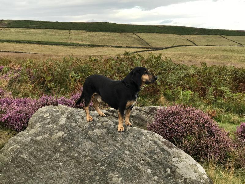 Plan a doggy hike to the Peak District