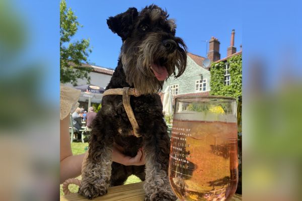 Ruby the Miniature Schnauzer enjoying a summers day in the beer garden
