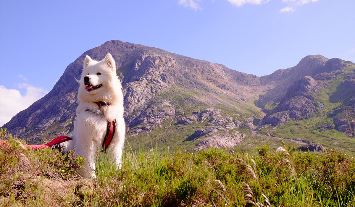 majestic dog looking triumphant in mountains