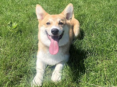 A happy Corgi with their tongue lolling out of their mouth lying on grass