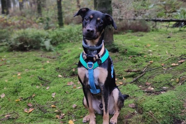 Norek the Cross Breed sat in the woods showing off her turquoise and blue running harness