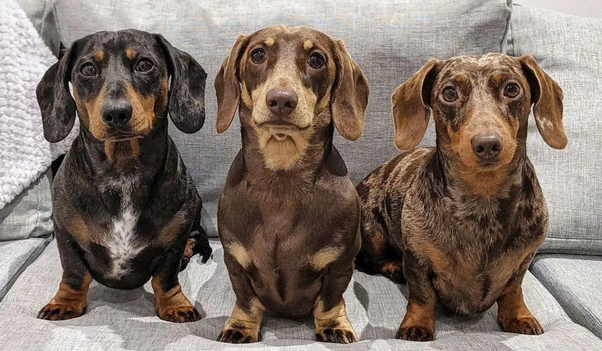 Three small, short-haired, dark coloured dogs sit on a sofa in uniform, with proud chests, short legs, paws slightly turned out and a strong gaze directly forwards. 