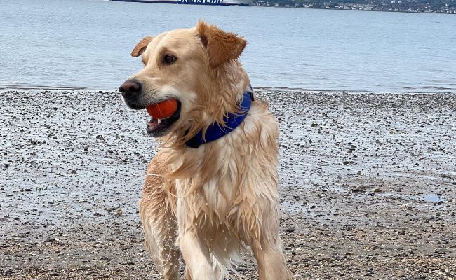 Doggy member Teddy, the Golden Retriever, holding a ball in his mouth running across the beach