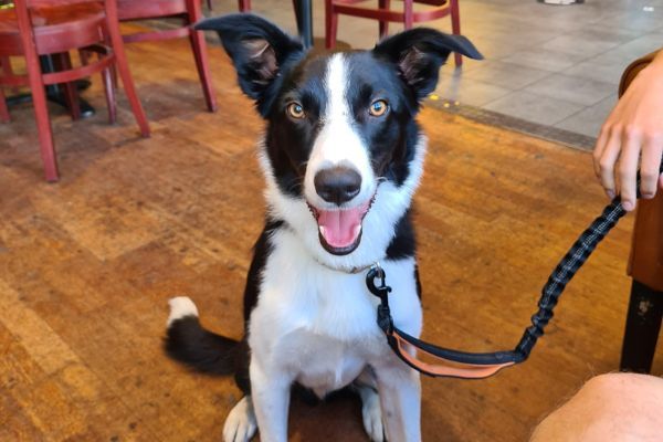 Doggy member Finn, the Border Collie sat in a cafe on his best behaviour hoping for a doggy treat