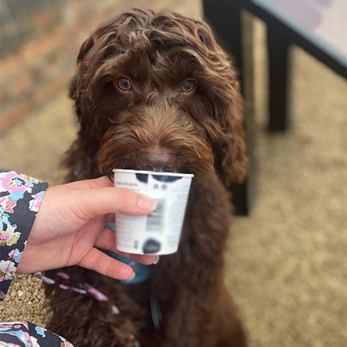 Cute Cockapoo with their mouth over a cup their human is holding