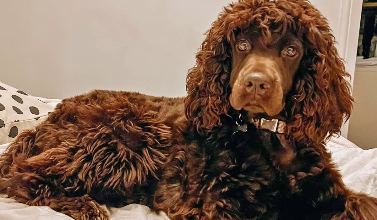 A gorgeous brown spaniel, with curly hair, lies on a bed