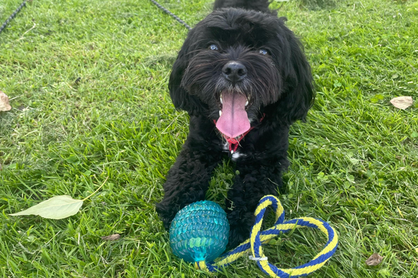 Buzz, the Shih Poo, looking excited with his fetch toy