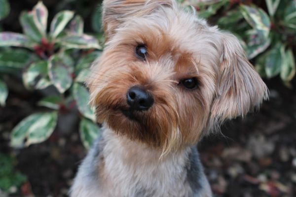 Murphy, the Yorkshire Terrier