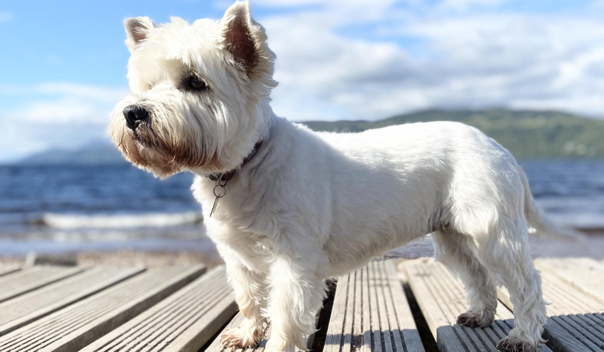 A white, stocky dog with short legs and a long body, a square, fluffy head, small triangular ears standing on either side of their head, large dark eyes and a black nose is standing on the boardwalk at the beach, enjoying the sea breeze.