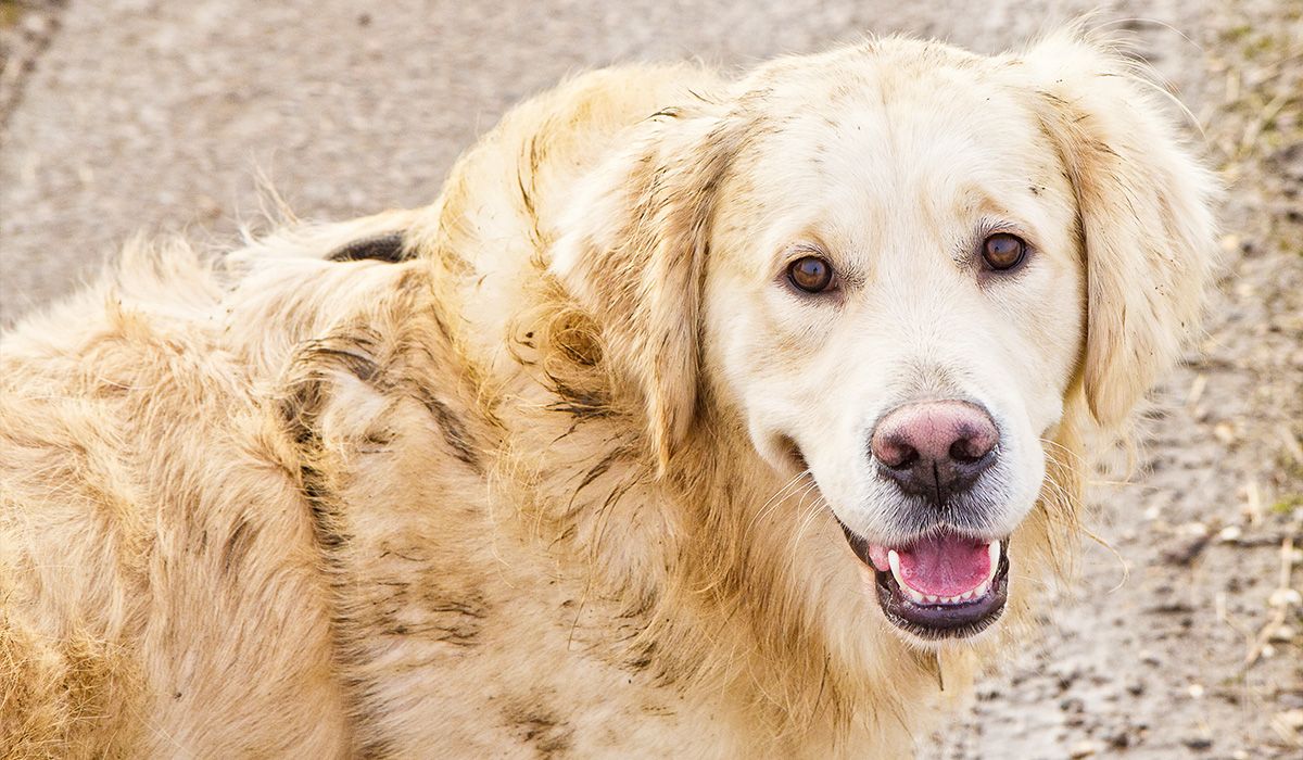 A happy and slightly grubby golden retriever stands outside