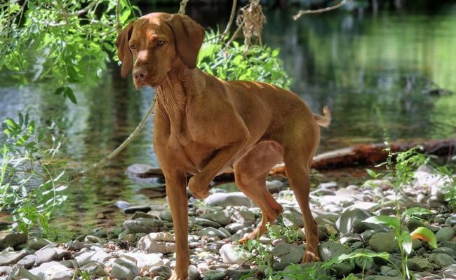 Nelly the Hungarian Vizsla standing poised in the shade on a pebbly bank by the water