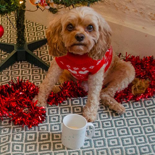 Cavapoo wearing Christmas jumper sitting by a mug of pup-nog