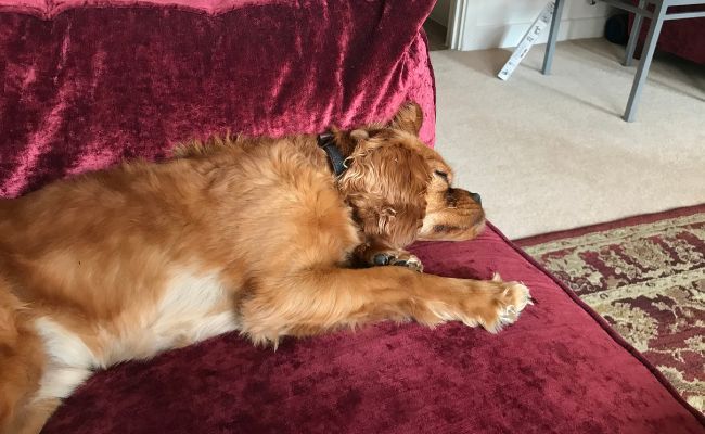 Doggy member Charlie, the Cavalier King Charles Spaniel enjoying a snooze on the sofa at borrower Mark's house