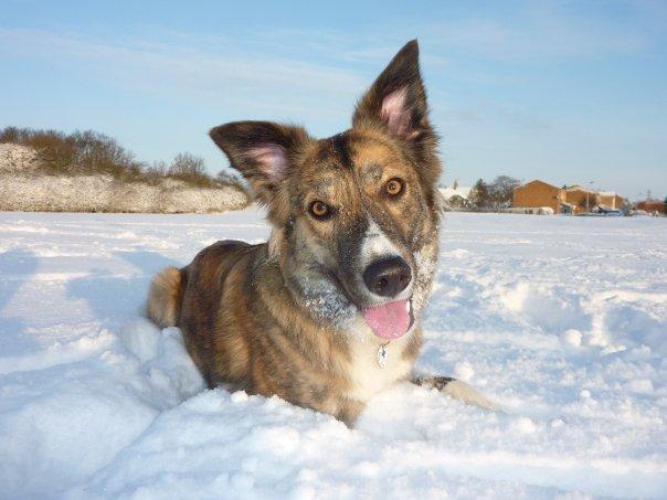 13 winter care tips for your dog