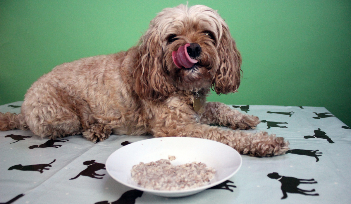 A cute, fluffy pooch lies on a table next to a bowl of Rice Pudding. The dog's tongue is curled up above their nose as they get ready to tuck in for some more pud!