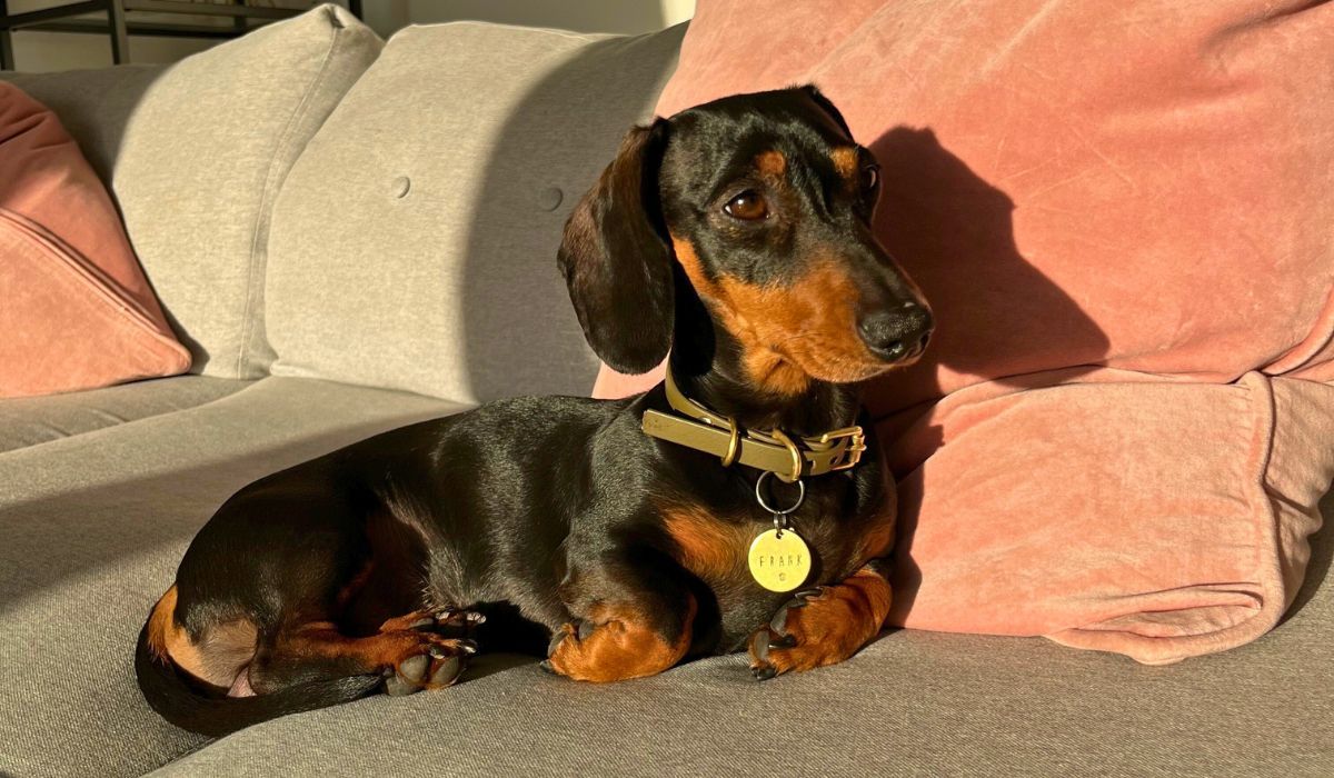Doggy member Frank, the Miniature Dachshund, curled up on the sofa enjoying the evening sun