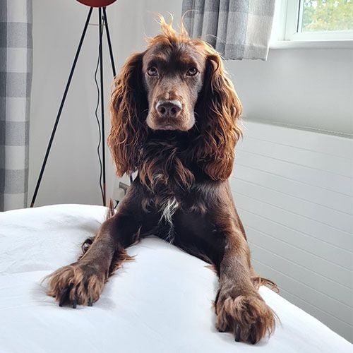 Cocker Spaniel standing on the side by the bed
