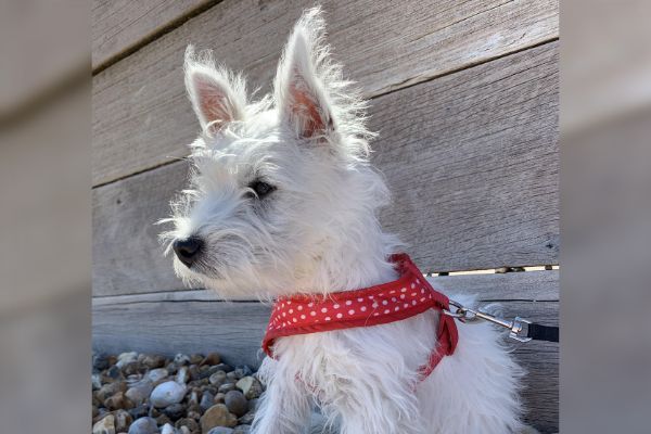 Neve, the West Highland white terrier