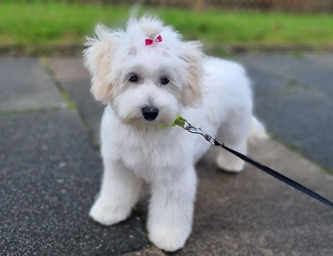 A small, white, fluffy dog with a small bow in her hair stands on a path 