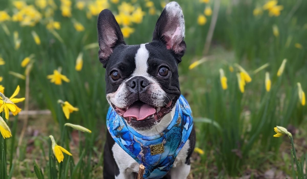 A small black and white short-haired dog wears a blue harness in a field of daffodils.