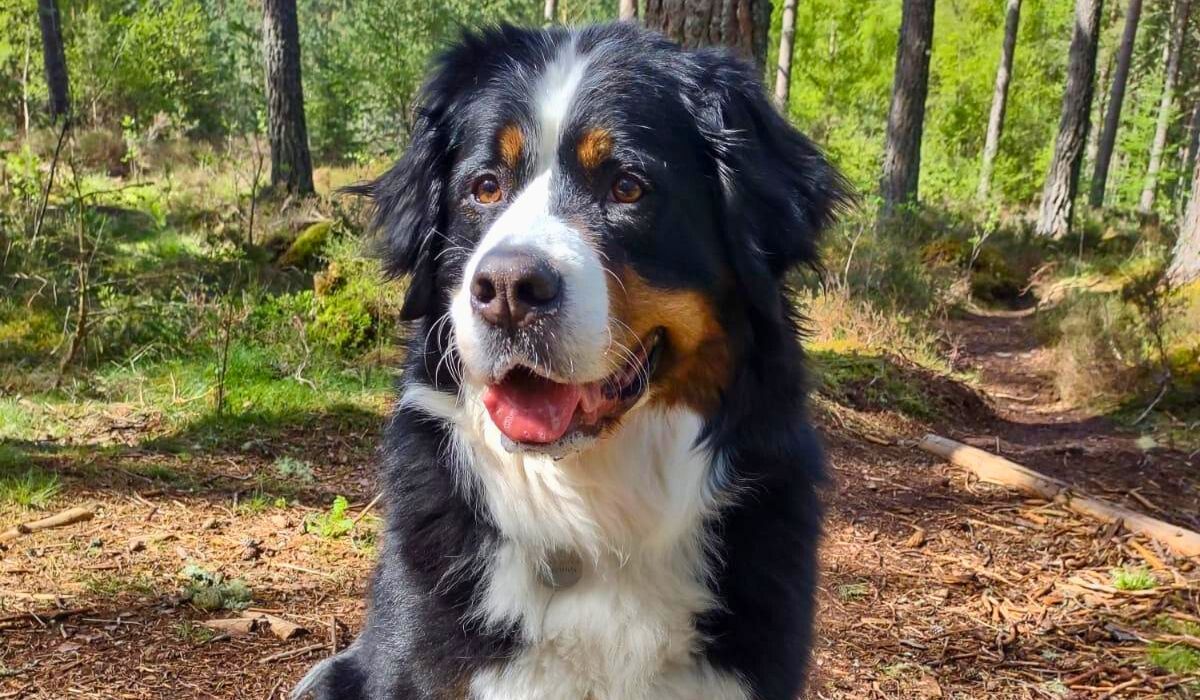 Large black, white and tan fluffy dog sits in the sun in the woods.