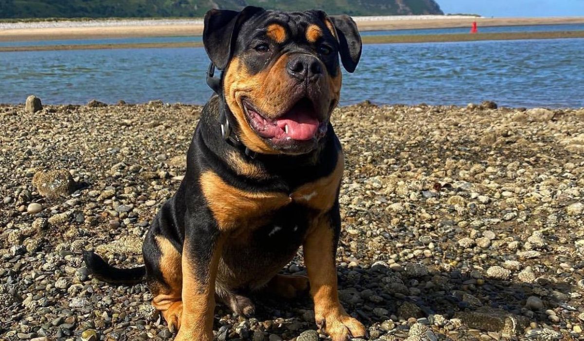A black and tan short haired dog with floppy ears and big black nose, sits panting on a shingle beach with the water in the background
